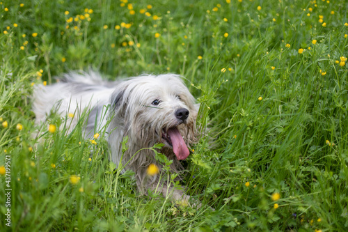 The dog walks in nature. White shaggy terrier.