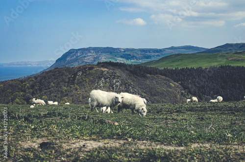 sheep in the mountains