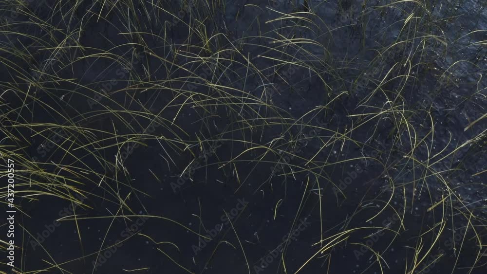 Drone overfliying tall grass over lake villarrica in Pucon Bay Chile , still shot second part Drone overfliying tall grass over lake villarrica in Pucon Bay Chile , still shot second part