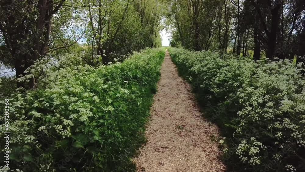 Forest path in the spring with flowering cow parsley on the left and right Forest path in the spring with flowering cow parsley on the left and right
