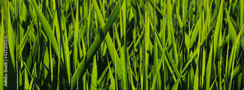 Bright green nature background. Plants growing at the shore Lake Pfaffikon, Pfaeffikon, Zurich Canton. photo