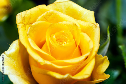 closeup of beautiful yellow rose macro yellow rosses close-up.Indoors shot.