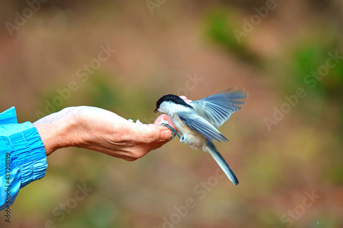 Autumn. A man feeds a forest bird from the palm of his hand. Common nuthatch or Sitta europaea © svetlanaz