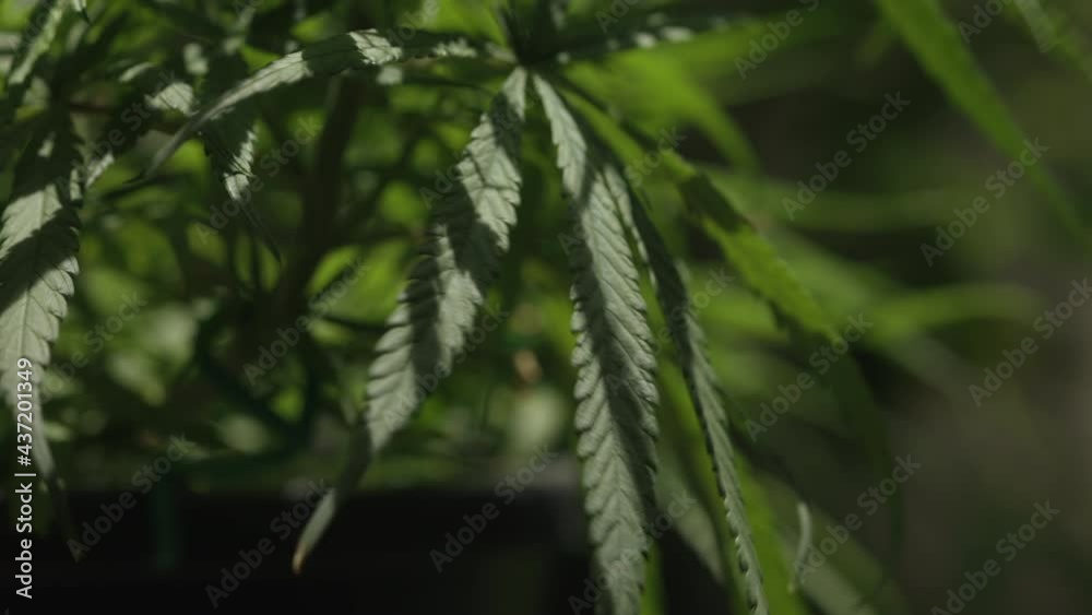 Closeup marijuana plant with sunlight. Cannabis cultivation plots blows in the wind at home. Herbal alternative medicine, cbd oil concept.