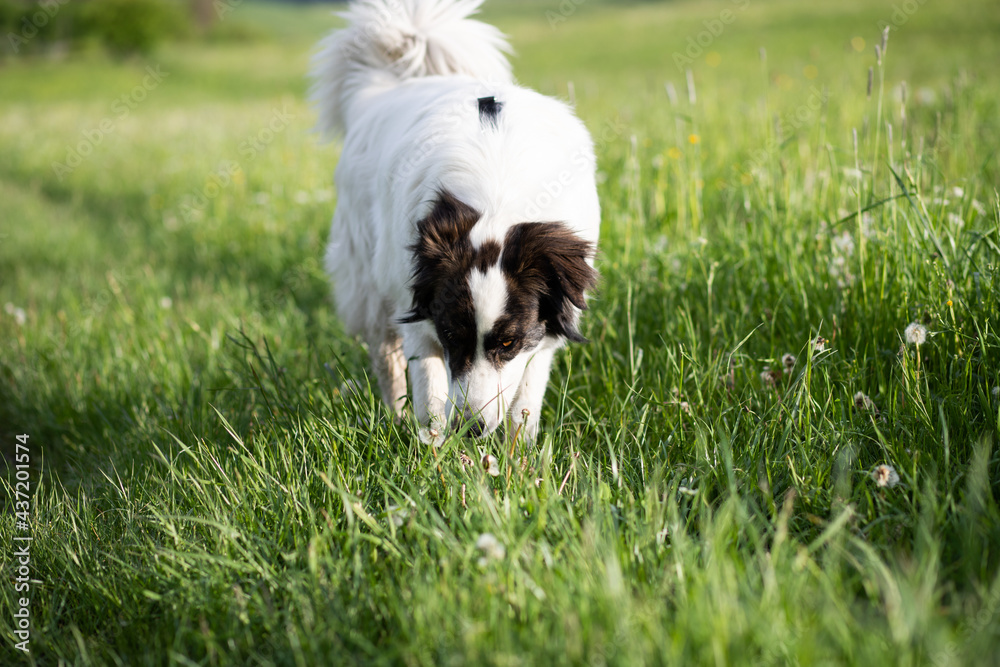 white shepherd dog enjoying outdoors