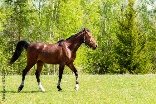 Beautiful horse walking on the field or pasture.Brown Horse Animal Field spring summer Landscape.Sunny day. © ARVD73