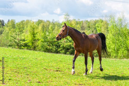 Beautiful horse walking on the field or pasture.Brown Horse Animal Field spring summer Landscape.Sunny day.