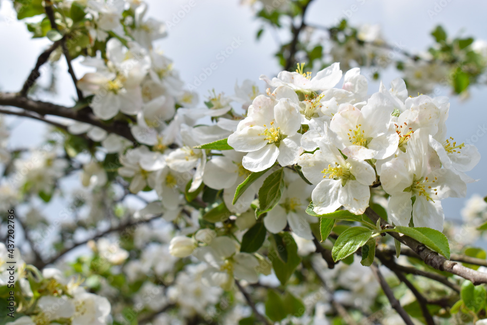 Apple blossoms. Floral background