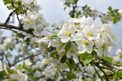 Apple blossoms. Floral background