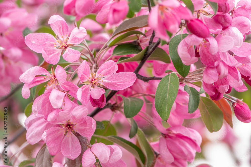 Fresh pink flowers of a blossoming apple tree with blured background Fresh pink flowers of a blossoming apple tree with blured background