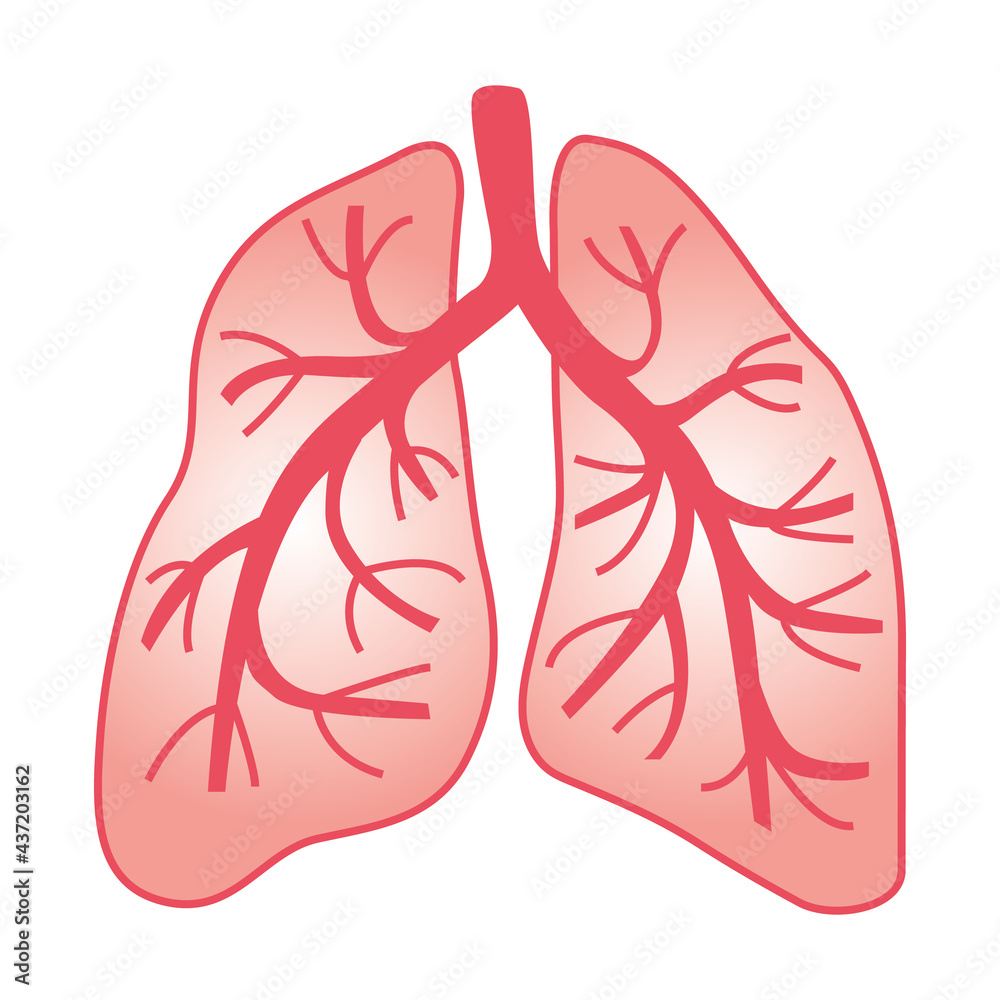 Human lungs. Vector illustration. Stock Vector | Adobe Stock