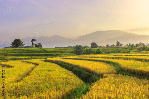 morning landscape in the yellow rice fields of beautiful rural nature in the Sumatran mountain area in Indonesia