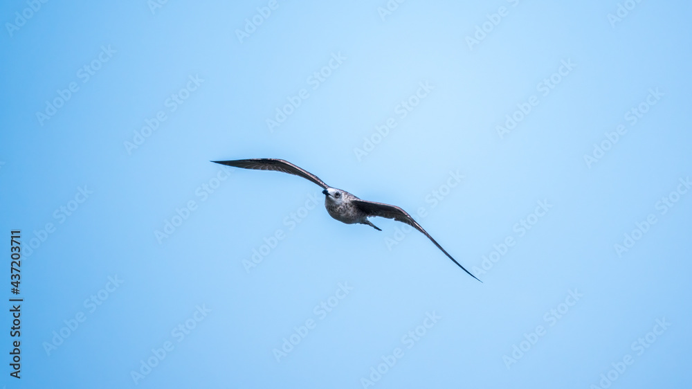 The European herring gull, Larus argentatus, flying in the clear blue sky. The European herring gull, Larus argentatus, flying in the clear blue sky.