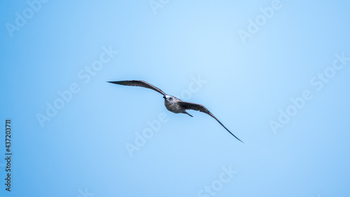 The European herring gull  Larus argentatus  flying in the clear blue sky.