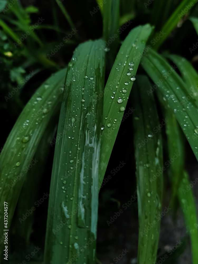 Closeup high resolution image of water droplets on grass blades. Closeup high resolution image of water droplets on grass blades.