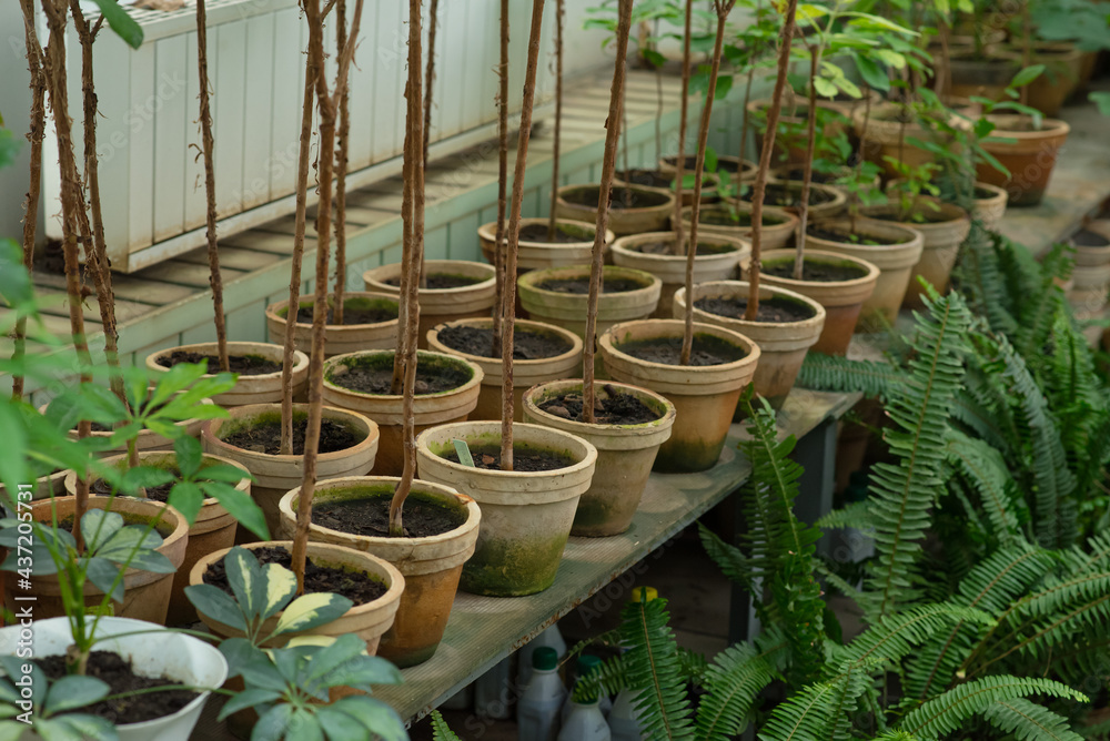 Many different pots of plants in the botanical garden