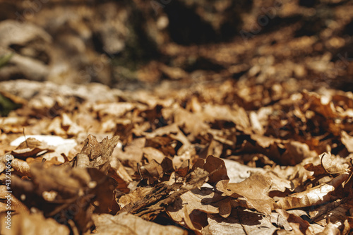 Dry autumn fallen leaves on forest ground