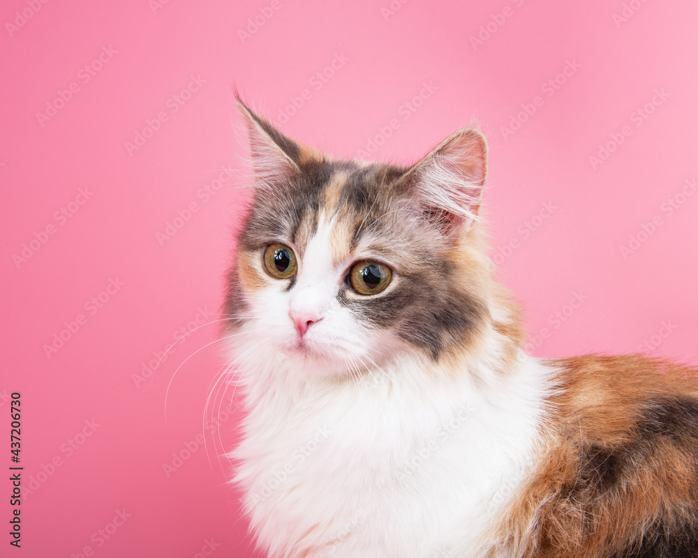 Portrait of bright beautiful funny cat on pink background Portrait of bright beautiful funny cat on pink background