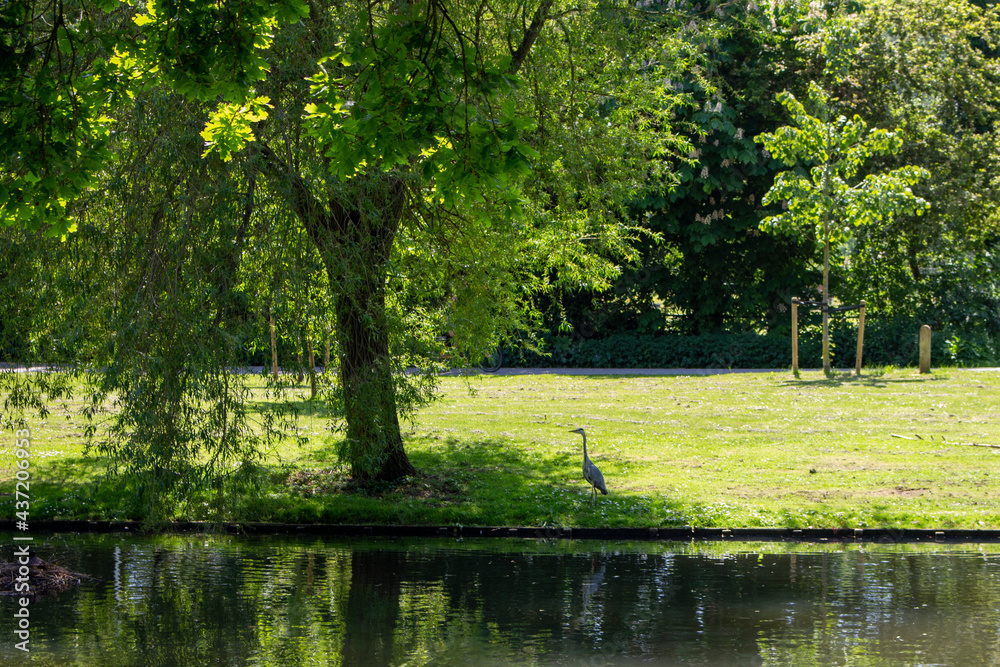 tree in the park