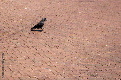 crow in the city