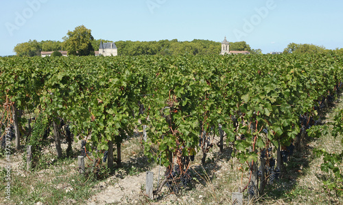 Vignoble bordelais cru Margaux photo