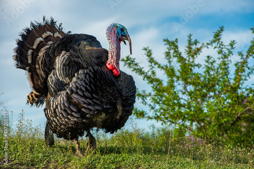 A huge home turkey against the background of the sky and a green bush.