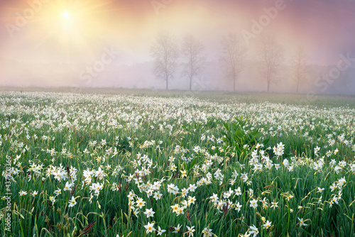 Daffodils in the fog