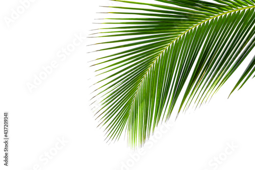 Coconut leaf isolated on white background.