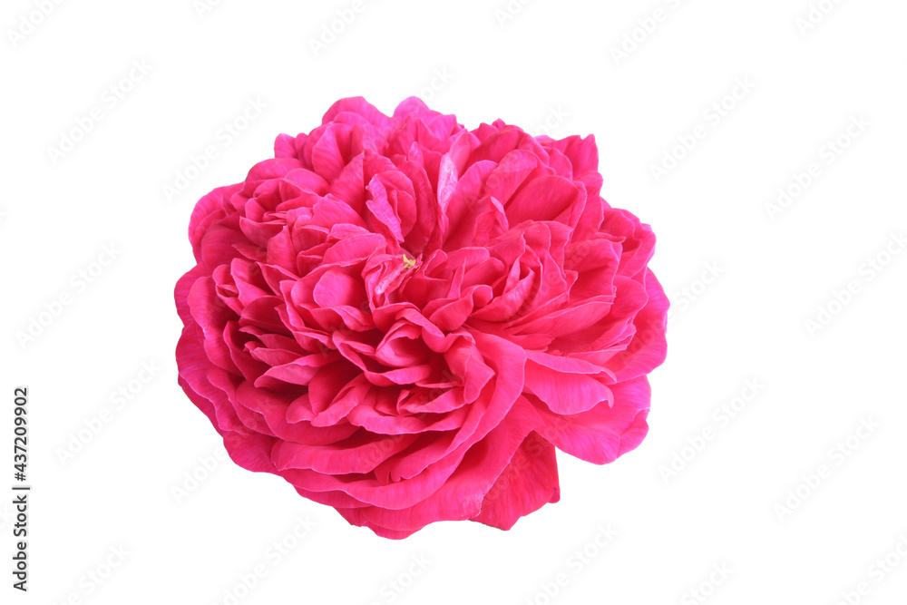 Pink rose head isolated on white background Pink rose head isolated on white background