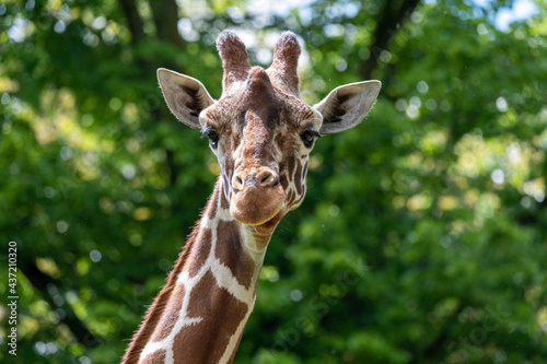 Giraffe (Giraffa camelopardalis) in zoo
 photo