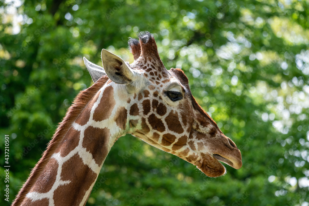 Giraffe (Giraffa camelopardalis) in zoo
Giraffe (Giraffa camelopardalis) in zoo