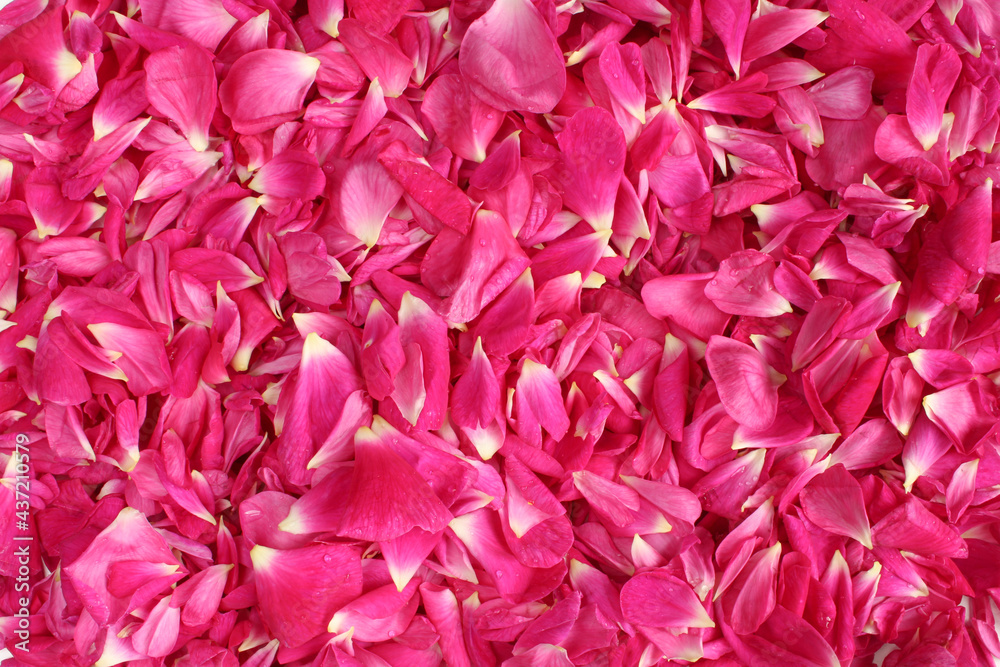 Wet pink rose petals background. Texture detailed