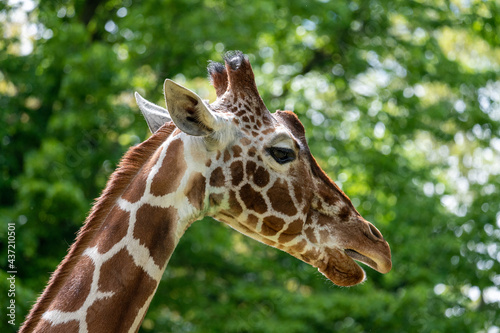 Giraffe (Giraffa camelopardalis) in zoo  © Masood
