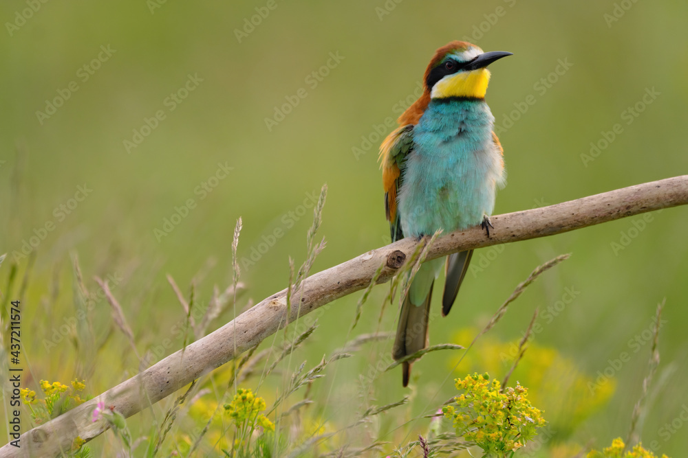 European bee-eater - merops apiaster the colorful exotic bird