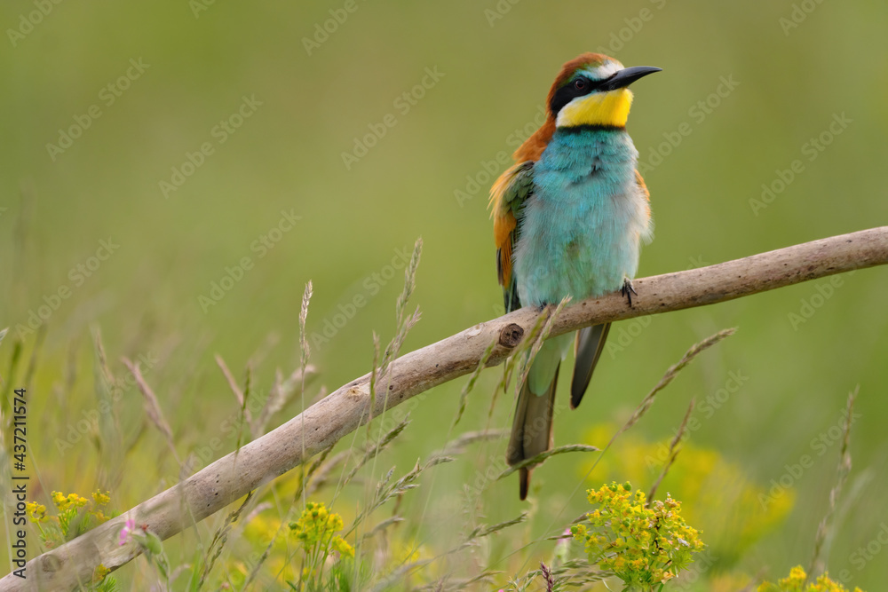 European bee-eater - merops apiaster the colorful exotic bird European bee-eater - merops apiaster the colorful exotic bird