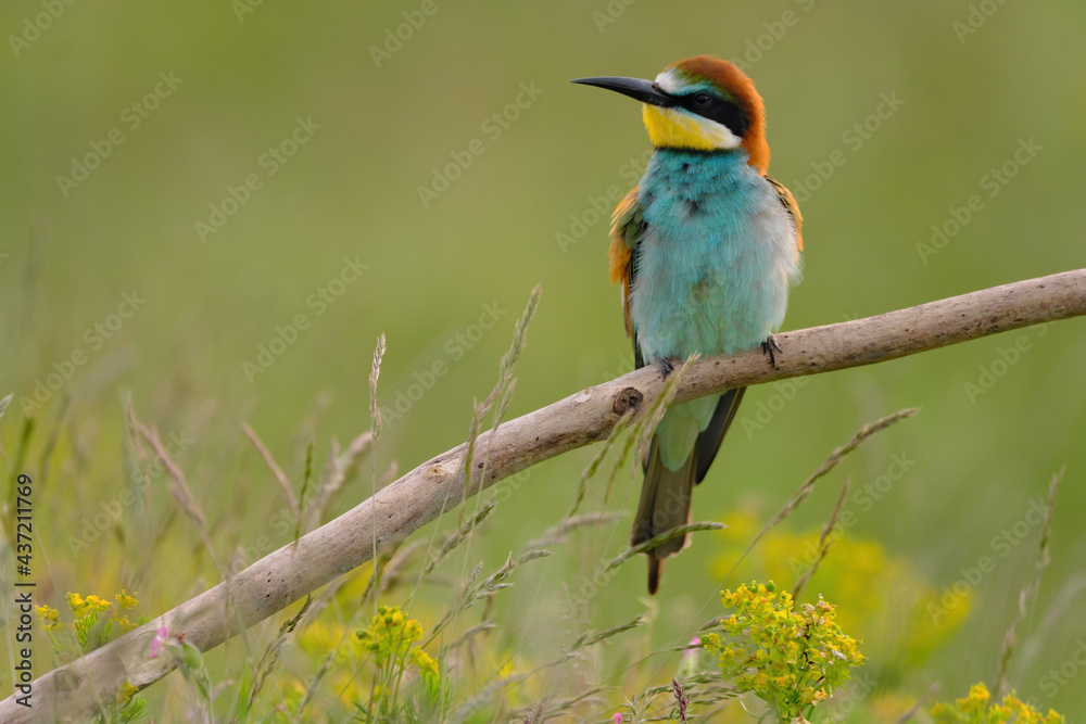 European bee-eater - merops apiaster the colorful exotic bird