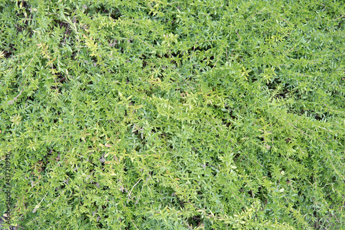 thymus texture, perennial herbaceous plant used to flavor dishes