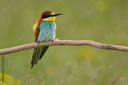 European bee-eater - merops apiaster the colorful exotic bird © Creaturart