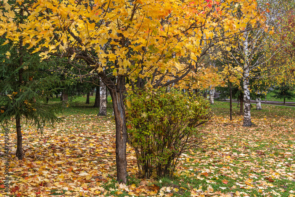 Fototapeta premium Picturesque autumn landscape in the park of Tashtagol