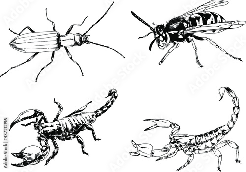 vector drawings sketches different insects bugs Scorpions spiders drawn in ink by hand , objects with no background  © evgo1977