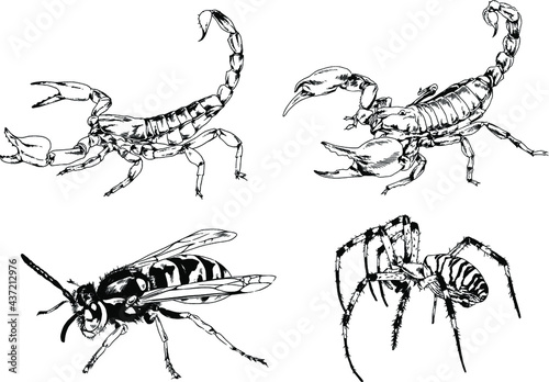 vector drawings sketches different insects bugs Scorpions spiders drawn in ink by hand , objects with no background  © evgo1977