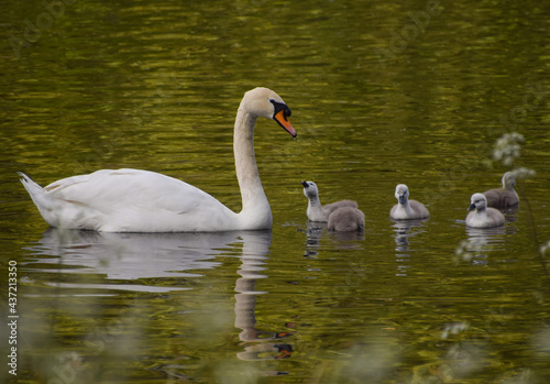 A mute swan and newborn cygnets in St James's Park, Westminster.