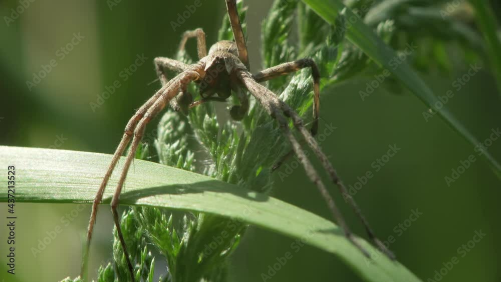 Macro of a wolf spider (Eratigena atrica) sitting in the grass and cleaning its paw with chelicera. Macro of a wolf spider (Eratigena atrica) sitting in the grass and cleaning its paw with chelicera.