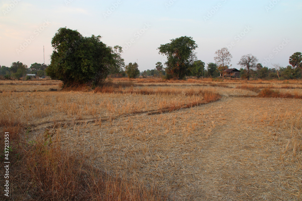 Obraz premium dried rice field at khone island in laos 