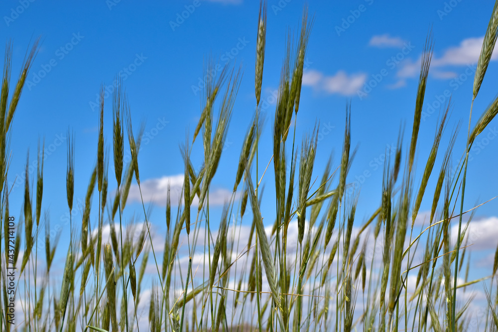  Wheat fields.
Cropped wheat fields in the blue sky of Toledo, in Spain