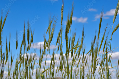  Wheat fields. Cropped wheat fields in the blue sky of Toledo, in Spain
