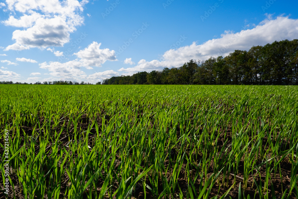 Spring landscape. Green wheat field in spring. Agriculture. Green grass, trees on the horizon blue sky. Sunny bright day. Spring landscape. Green wheat field in spring. Agriculture. Green grass, trees on the horizon blue sky. Sunny bright day.