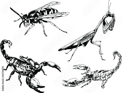 vector drawings sketches different insects bugs Scorpions spiders drawn in ink by hand , objects with no background	