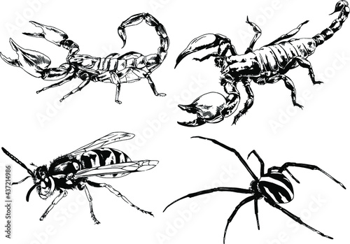 vector drawings sketches different insects bugs Scorpions spiders drawn in ink by hand , objects with no background 