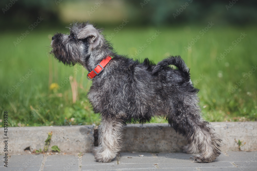 dog puppy Miniature Schnauzer in the grass dog puppy Miniature Schnauzer in the grass